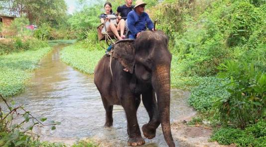 Катание на слонах в Паттайе