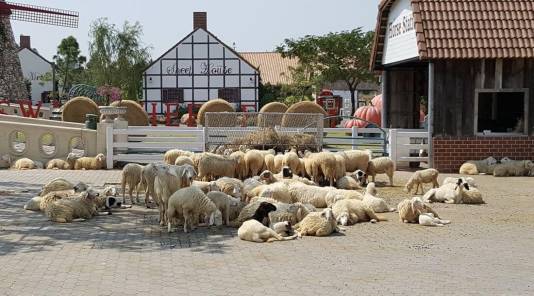 Ферма овечек в Паттайе